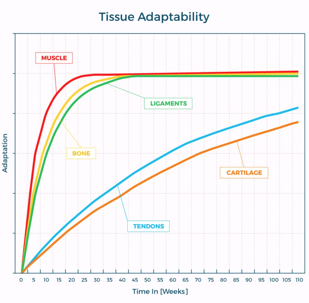 tissue adaptability